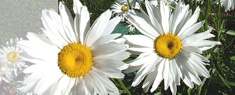 daisies