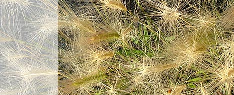 grass